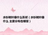 水杉树叶像什么形状（水杉树叶像什么 主要分布在哪里）