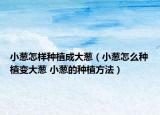 小葱怎样种植成大葱（小葱怎么种植变大葱 小葱的种植方法）