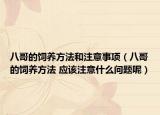 八哥的饲养方法和注意事项（八哥的饲养方法 应该注意什么问题呢）