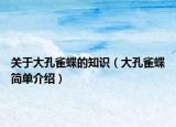 关于大孔雀蝶的知识（大孔雀蝶简单介绍）