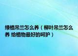 绿植吊兰怎么养（柳叶吊兰怎么养 给植物最好的呵护）