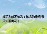 梅花为啥不怕冻（抗冻的绿植 我只知道梅花）