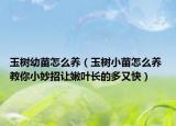 玉树幼苗怎么养（玉树小苗怎么养 教你小妙招让嫩叶长的多又快）