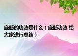 鹿筋的功效是什么（鹿筋功效 给大家进行总结）