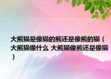 大熊猫是像猫的熊还是像熊的猫（大熊猫像什么 大熊猫像熊还是像猫）