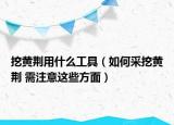挖黄荆用什么工具（如何采挖黄荆 需注意这些方面）