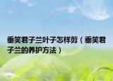垂笑君子兰叶子怎样剪（垂笑君子兰的养护方法）