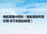 鸭跖草是中药吗（鸭跖草的药用价值 你不知道的秘密）