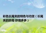 彩色长尾夹的特色与功效（长尾夹的妙用 妙用多多）