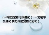 dnf哪些宠物可以进化（dnf宠物怎么进化 快把你的宠物进化吧）