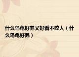 什么乌龟好养又好看不咬人（什么乌龟好养）