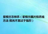 紫根兰怎样养（紫根兰图片和养殖方法 阳光不宜过于强烈）