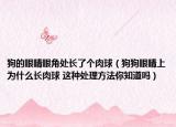 狗的眼睛眼角处长了个肉球（狗狗眼睛上为什么长肉球 这种处理方法你知道吗）
