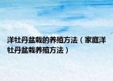 洋牡丹盆栽的养殖方法（家庭洋牡丹盆栽养殖方法）