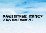扶桑花什么时候翻盆（扶桑花秋季怎么养 开着开着爆盆了!）