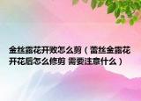 金丝露花开败怎么剪（蕾丝金露花开花后怎么修剪 需要注意什么）