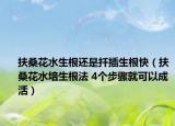 扶桑花水生根还是扦插生根快（扶桑花水培生根法 4个步骤就可以成活）