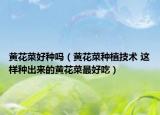 黄花菜好种吗（黄花菜种植技术 这样种出来的黄花菜最好吃）