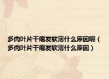 多肉叶片干瘪发软薄什么原因呢（多肉叶片干瘪发软薄什么原因）