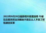 2022年9月20日最新相关报道消息 牛被拉走前突然含泪跪地不愿走主人不卖了把钱退回买家