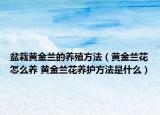 盆栽黄金兰的养殖方法（黄金兰花怎么养 黄金兰花养护方法是什么）