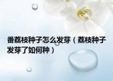 番荔枝种子怎么发芽（荔枝种子发芽了如何种）