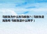 马鲛鱼为什么叫马鲛鱼?（马鲛鱼是海鱼吗 马鲛鱼是什么样子）