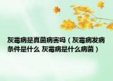 灰霉病是真菌病害吗（灰霉病发病条件是什么 灰霉病是什么病菌）