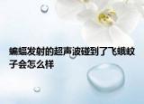 蝙蝠发射的超声波碰到了飞蛾蚊子会怎么样