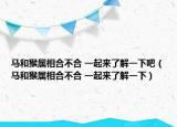 马和猴属相合不合 一起来了解一下吧（马和猴属相合不合 一起来了解一下）