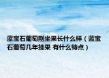 蓝宝石葡萄刚坐果长什么样（蓝宝石葡萄几年挂果 有什么特点）
