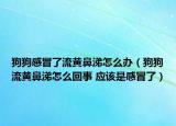 狗狗感冒了流黄鼻涕怎么办（狗狗流黄鼻涕怎么回事 应该是感冒了）