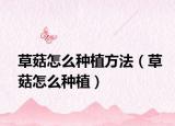 草菇怎么种植方法（草菇怎么种植）