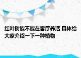 红叶树能不能在客厅养活 具体给大家介绍一下一种植物