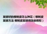 发酵好的柳树皮怎么种花（柳树皮发酵方法 柳树皮发酵得简单教程）