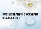家里可以种白花吗（家里种白色的花可不可以）
