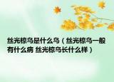 丝光椋鸟是什么鸟（丝光椋鸟一般有什么病 丝光椋鸟长什么样）