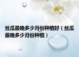 丝瓜最晚多少月份种植好（丝瓜最晚多少月份种植）