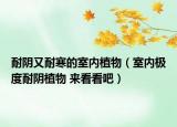 耐阴又耐寒的室内植物（室内极度耐阴植物 来看看吧）