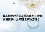 草本植物叶子尖发黄怎么办（植物尖发黄缺什么 有什么解决方法）