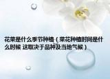 花菜是什么季节种植（菜花种植时间是什么时候 这取决于品种及当地气候）