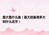 最大是什么鱼（最大的鱼有多大 叫什么名字）