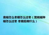 青蛙怎么冬眠怎么过冬（黑斑蛙种蛙怎么过冬 冬眠后做什么）