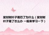 发财树叶子蔫巴了为什么（发财树叶子蔫了怎么办 一起来学习一下）