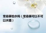 常春藤怕水吗（常春藤可以不可以水插）