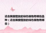 适合飘窗摆放的绿色植物有哪些品种（适合飘窗摆放的绿色植物有哪些）