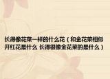 长得像花菜一样的什么花（和金花菜相似开红花是什么 长得很像金花菜的是什么）
