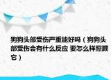 狗狗头部受伤严重能好吗（狗狗头部受伤会有什么反应 要怎么样照顾它）