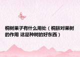 桐树果子有什么用处（桐麸对果树的作用 这是种树的好东西）