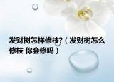 发财树怎样修枝?（发财树怎么修枝 你会修吗）